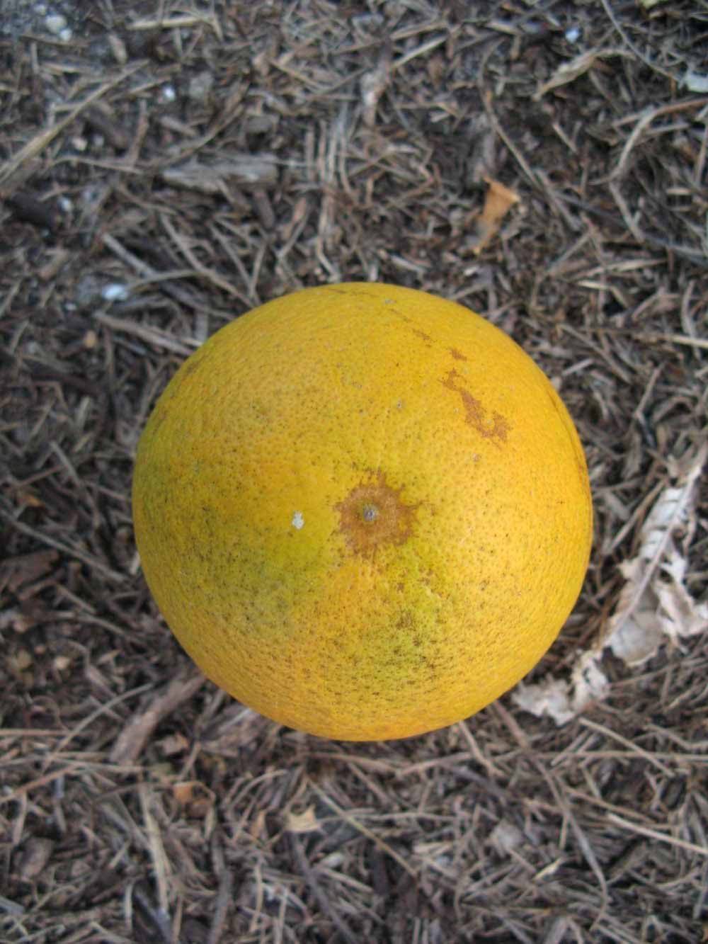              Fruit (Winter Haven, FL)       